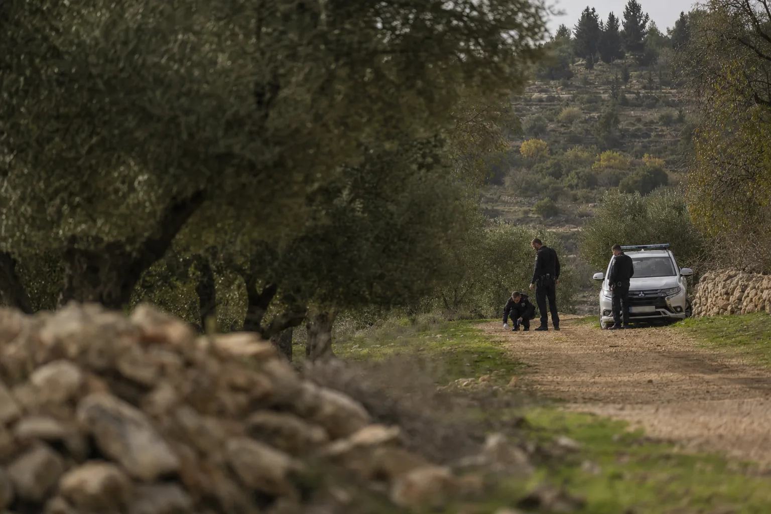 שוטרים בוחנים אזור של מטע זיתים בגבעות בנימין לאחר אירוע אלים.